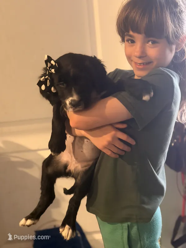 Paisley  – Golden Retriever, Labrador Retriever puppy for sale in Palm Coast, FL