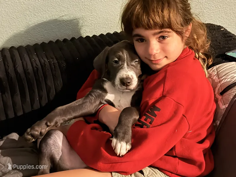 Prince – Golden Retriever, Labrador Retriever puppy for sale in Palm Coast, FL