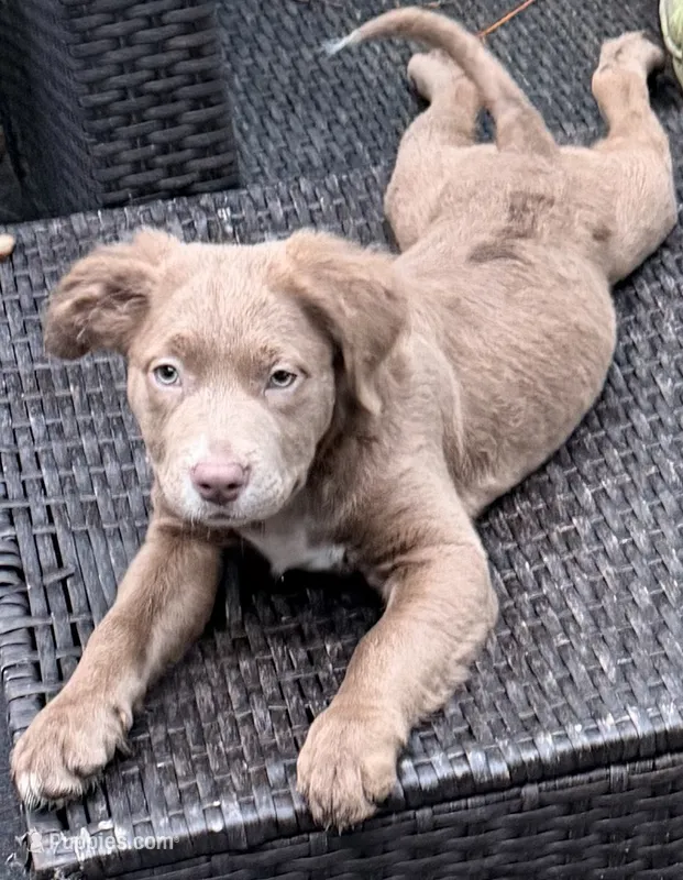 Sunny – Labrador Retriever, Golden Cocker Retriever puppy for sale in Palm Coast, FL