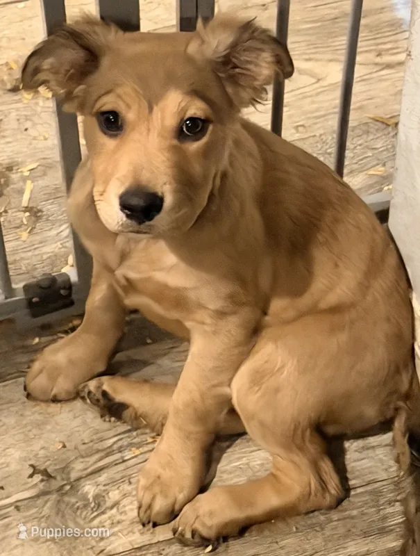 Lexie – Golden Retriever, Labrador Retriever puppy for sale in Palm Coast, FL