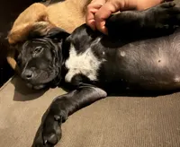 Patrick, a male Staffordshire Bull Terrier and Labrador Retriever for sale in Palm Coast, FL – 5 of 5