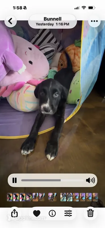 Paisley  – Golden Retriever, Labrador Retriever puppy for sale in Palm Coast, FL