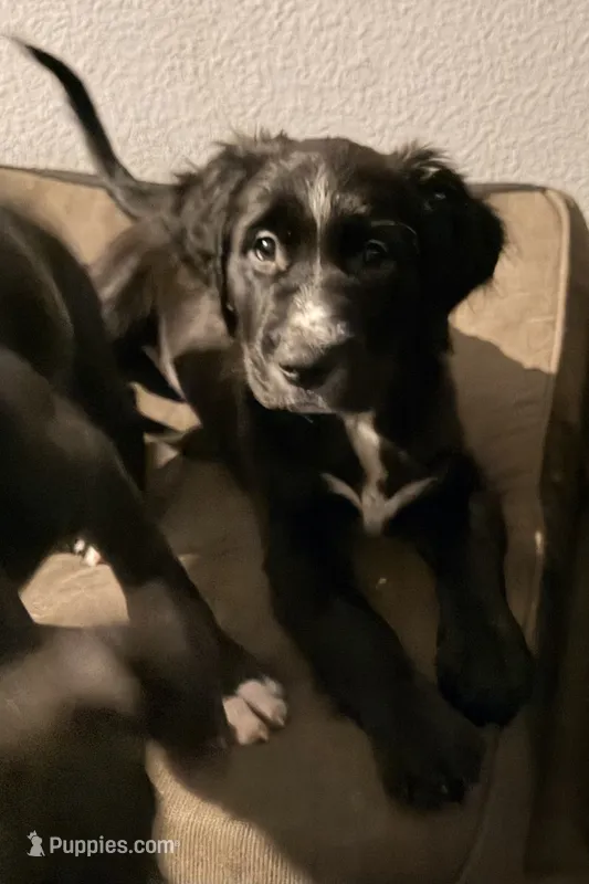 Millie – Golden Retriever, Labrador Retriever puppy for sale in Palm Coast, FL