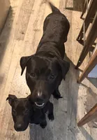Squidward, a male Labrador Retriever for sale in Palm Coast, FL – 2 of 5