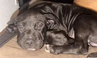 Sebastian , a male Labrador Retriever for sale in Palm Coast, FL – 4 of 9