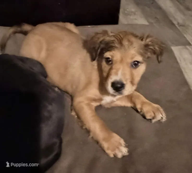 Fluffy  – Staffordshire Bull Terrier, Labrador Retriever puppy for sale in Palm Coast, FL