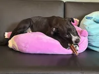 Sarper, a male Staffordshire Bull Terrier and Labrador Retriever for sale in Palm Coast, FL – 5 of 8