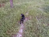 Sarper , a male Labrador Retriever for sale in Palm Coast, FL – 7 of 7