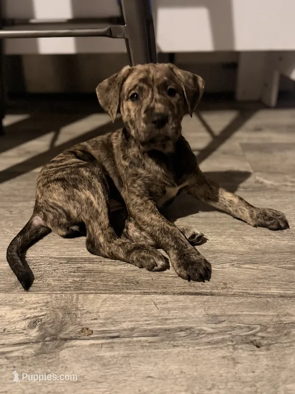 Georgie – Golden Retriever, Labrador Retriever puppy for sale in Palm Coast, FL