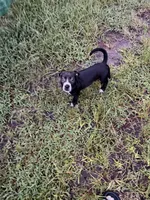 Sarper, a male Staffordshire Bull Terrier and Labrador Retriever for sale in Palm Coast, FL – 6 of 8