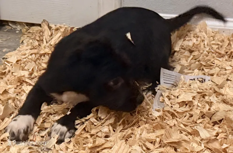 Oreo – Staffordshire Bull Terrier, Labrador Retriever puppy for sale in Palm Coast, FL