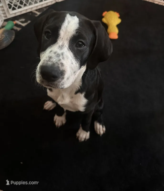 Cannoli – Golden Retriever, Labrador Retriever puppy for sale in Palm Coast, FL