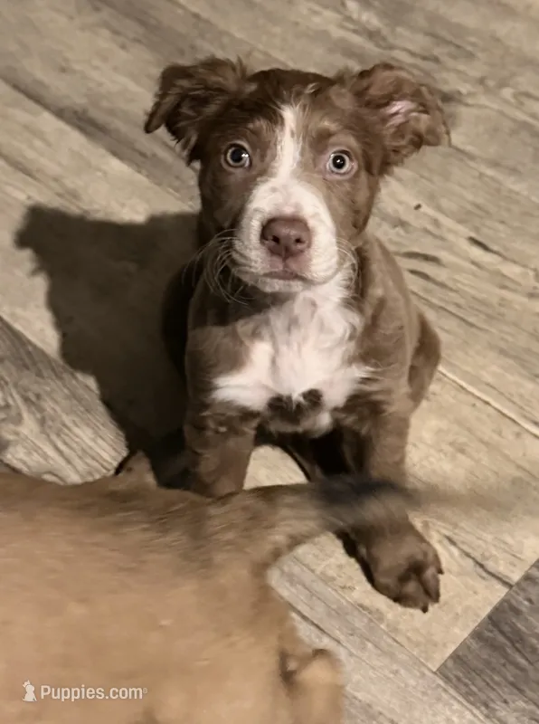 Ella  – Golden Retriever, Labrador Retriever puppy for sale in Palm Coast, FL