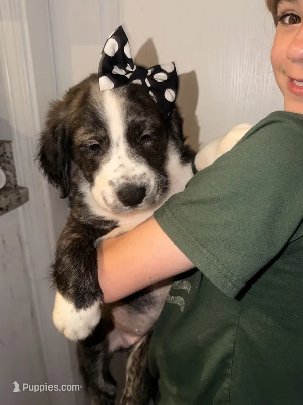Stella – Golden Retriever, Labrador Retriever puppy for sale in Palm Coast, FL