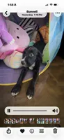 Paisley , a female Golden Retriever and Labrador Retriever for sale in Palm Coast, FL – 3 of 10