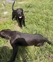 Sebastian , a male Labrador Retriever for sale in Palm Coast, FL – 8 of 9