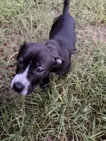 Sarper , a male Labrador Retriever for sale in Palm Coast, FL – 5 of 7