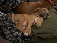 Chicken mini, a female Staffordshire Bull Terrier and Labrador Retriever for sale in Palm Coast, FL – 4 of 5