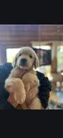 Little Boy Blue, a male Golden Retriever for sale in Florissant, CO – Photo 3 of 3