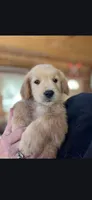 Little Boy Blue, a male Golden Retriever for sale in Florissant, CO – Photo 2 of 3