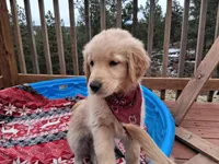 Maroon 5, a male Golden Retriever for sale in Florissant, CO – Photo 1 of 5