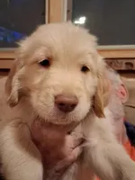 Camo, a male Golden Retriever for sale in Florissant, CO – Photo 2 of 4
