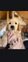 Little Red, a male Golden Retriever for sale in Florissant, CO – Photo 2 of 4