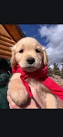 Little Red, a male Golden Retriever for sale in Florissant, CO – Photo 1 of 4
