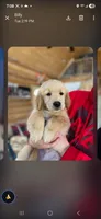 Little Red, a male Golden Retriever for sale in Florissant, CO – Photo 4 of 4
