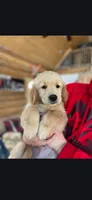 Little Red, a male Golden Retriever for sale in Florissant, CO – Photo 3 of 4