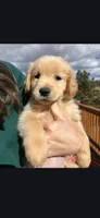 Old Yeller, a male Golden Retriever for sale in Florissant, CO – Photo 1 of 4