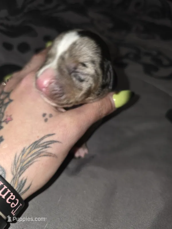 Butter cup – American Pit Bull Terrier, Miniature Dachshund puppy for sale in Scottsbluff, NE