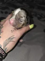 Butter cup, a female American Pit Bull Terrier and Miniature Dachshund for sale in Scottsbluff, NE – Photo 1 of 2