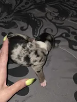 Butter cup, a female American Pit Bull Terrier and Miniature Dachshund for sale in Scottsbluff, NE – Photo 2 of 2