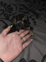 Darrel, a male American Pit Bull Terrier and Miniature Dachshund for sale in Scottsbluff, NE – Photo 2 of 3