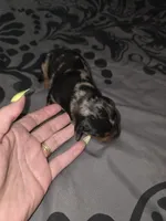 Darrel, a male American Pit Bull Terrier and Miniature Dachshund for sale in Scottsbluff, NE – Photo 3 of 3