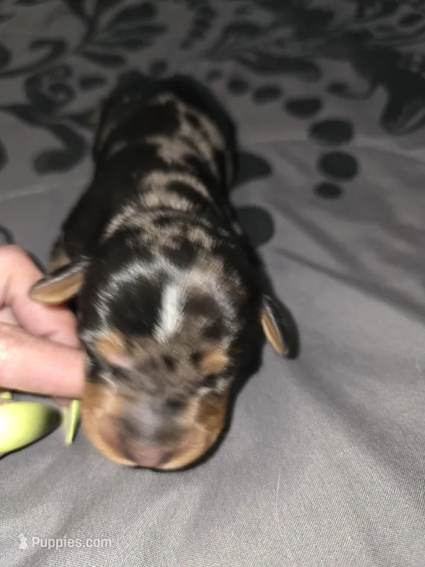 Darrel – American Pit Bull Terrier, Miniature Dachshund puppy for sale in Scottsbluff, NE