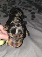 Darrel, a male American Pit Bull Terrier and Miniature Dachshund for sale in Scottsbluff, NE – Photo 1 of 3