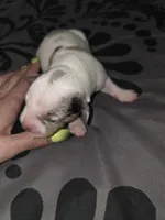 Doobie , a male American Pit Bull Terrier and Miniature Dachshund for sale in Scottsbluff, NE – Photo 3 of 3