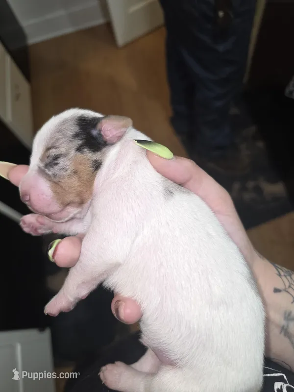 Doobie  – American Pit Bull Terrier, Miniature Dachshund puppy for sale in Scottsbluff, NE