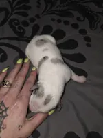 Doobie , a male American Pit Bull Terrier and Miniature Dachshund for sale in Scottsbluff, NE – Photo 2 of 3