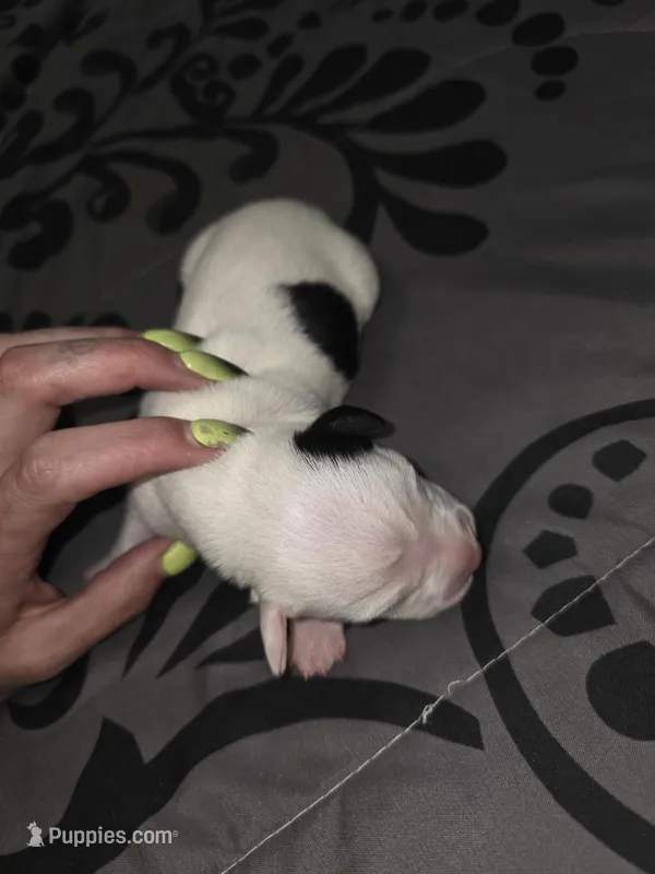 Ten k – American Pit Bull Terrier, Miniature Dachshund puppy for sale in Scottsbluff, NE