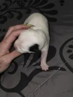 Ten k, a male American Pit Bull Terrier and Miniature Dachshund for sale in Scottsbluff, NE – Photo 2 of 2