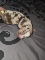Blossom, a female American Pit Bull Terrier and Miniature Dachshund for sale in Scottsbluff, NE – Photo 2 of 2