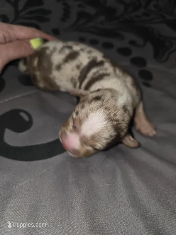 Blossom – American Pit Bull Terrier, Miniature Dachshund puppy for sale in Scottsbluff, NE