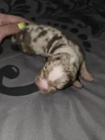 Blossom, a female American Pit Bull Terrier and Miniature Dachshund for sale in Scottsbluff, NE – Photo 1 of 2