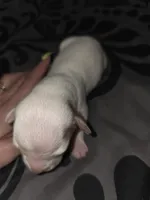 Lucky, a male American Pit Bull Terrier and Miniature Dachshund for sale in Scottsbluff, NE – Photo 2 of 3