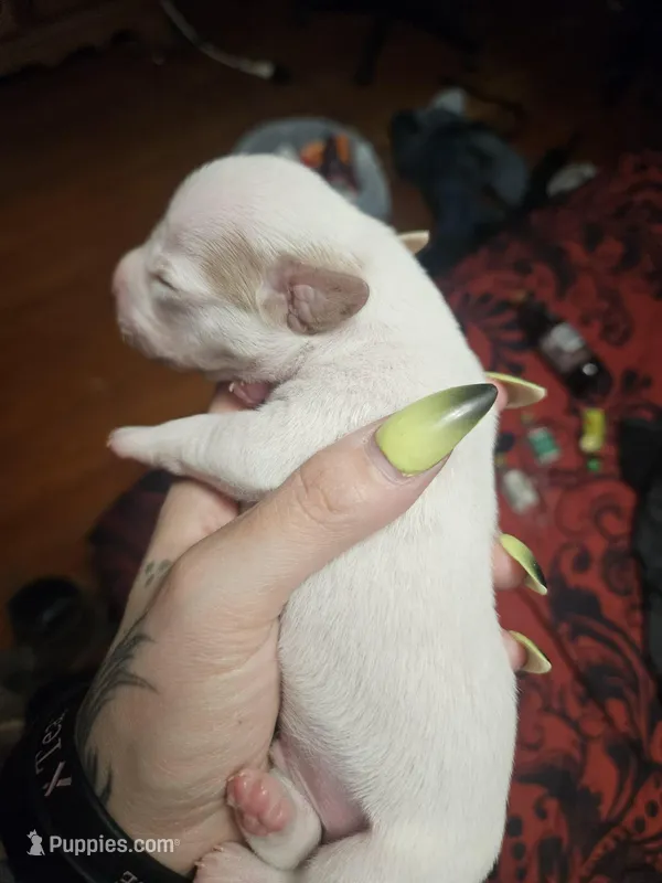 Lucky – American Pit Bull Terrier, Miniature Dachshund puppy for sale in Scottsbluff, NE