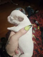 Lucky, a male American Pit Bull Terrier and Miniature Dachshund for sale in Scottsbluff, NE – Photo 1 of 3