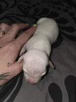 Lucky, a male American Pit Bull Terrier and Miniature Dachshund for sale in Scottsbluff, NE – Photo 3 of 3